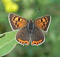 Small Copper (Lycaena phlaeas) Kleiner Feuerfalter