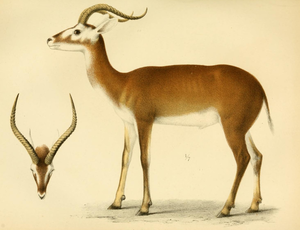 Kobus leucotis Lichtenstein und Peters 1854.png