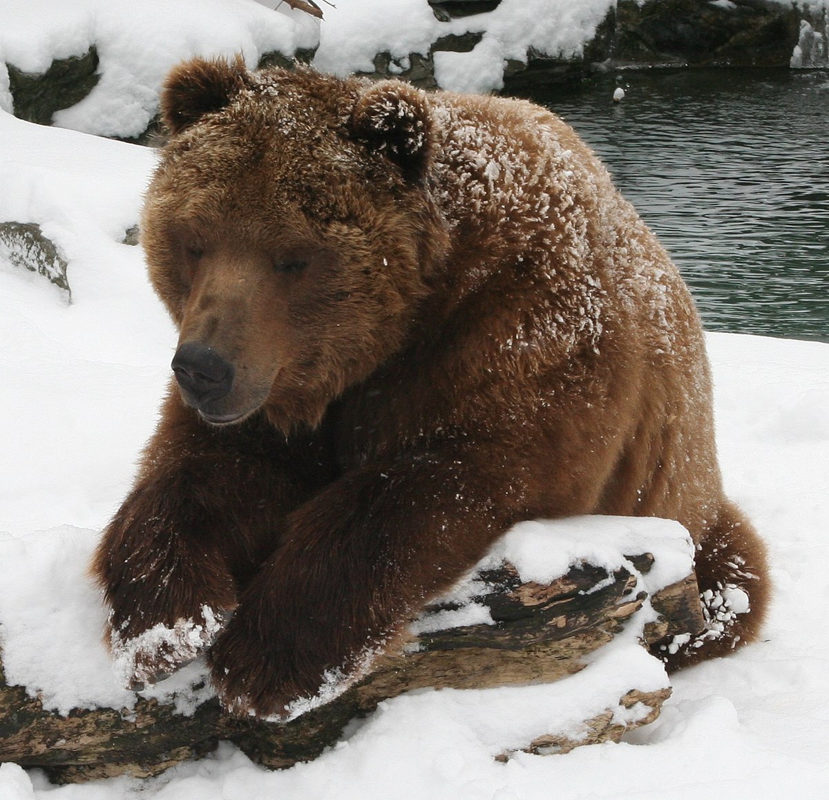 Kodiak bear - Wikipedia