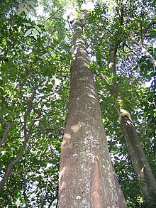 Kostermansia malayana.jpg 