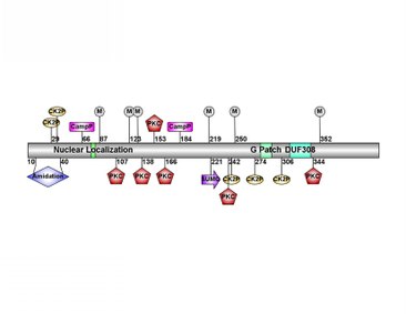 Human LOC100287387 predicted protein modification sites from MotifScan. Diagram created using IBS1.0.3 from GPS. "CK2P", "CampP", and "PKC" are phosphorylation sites. "M" are myristoylation sites. "SUMO" is a sumoylation site. LOC100287387 Predicted Modification Sites.pdf