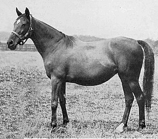 La Roche (horse) British-bred Thoroughbred racehorse