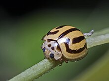 Kumbang (beetle) (23780605369).jpg