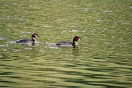 Australasian Crested Grebe di Danau Johnson