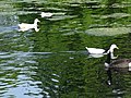 Lake Watauga, White ducks and Canadian goose