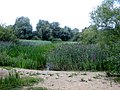 Lakes full of reeds close to the river - Paxton Pits - August 2013 - panoramio.jpg