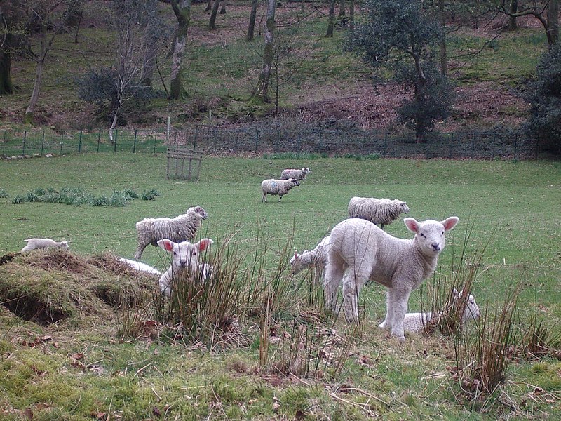 File:Lambs.jpg