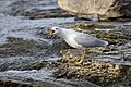 Ring-billed Gull Goéland à bec cerclé