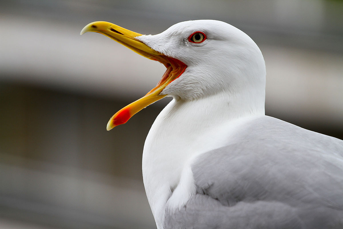 Я вижу чайку признаки. Larus michahellis. Чайковые. Агрессивные Чайки. Чайка курит.