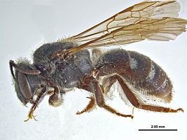 Lasioglossum athrix