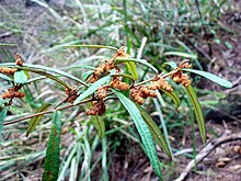 Lasiopetalum ferrugineum - Lane Cove River.jpg