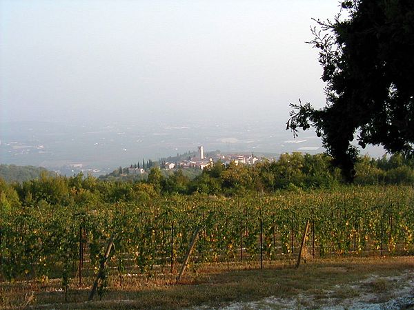 A vineyard in Valpolicella