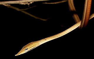 <i>Ahaetulla laudankia</i> Species of snake