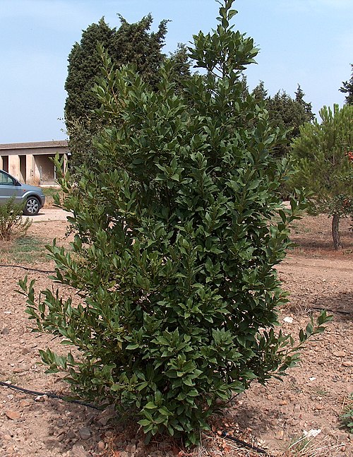 A laurel shrub