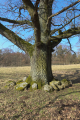 English: Pastures with old Oaks, between Blitzenrod and Frischborn Eisenbach, Lauterbach, Hesse, Germany