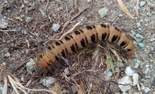 A caterpillar of Lemonia sp. Lemonia sp larva.png