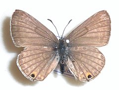 Lepidochrysops plebeja, J. Dobson, a.jpg