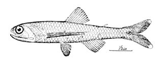 <i>Lepidophanes</i> Genus of fishes