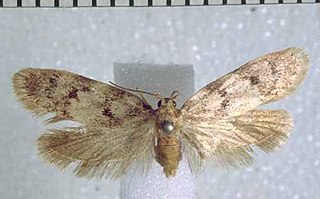 <i>Leptocroca variabilis</i> Species of moth endemic to New Zealand