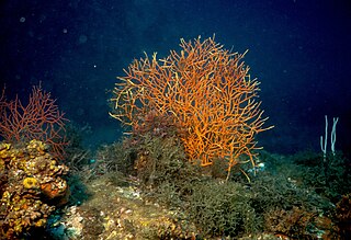 <i>Leptogorgia</i> Genus of corals