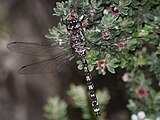 Lesser Tasmanian Darner, Austroaeschna hardyi, female.jpg