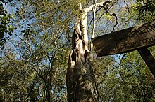 Libidibia paraguariensis in Chaco National Park.jpg