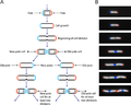 March 10: Escherichia coli life cycle.