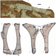 Pectoral girdle and forelimb Linhevenator limb.png