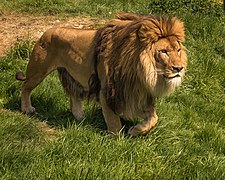Panthera leo (Carnivora)