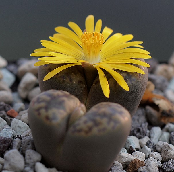 File:Lithops bromfieldii.jpg