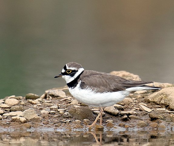 A small bird standing on the edge of a body of water. Little ringed plover  bird plover. - PICRYL - Public Domain Media Search Engine Public Domain  Image