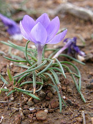 <i>Syringodea</i> Genus of flowering plants