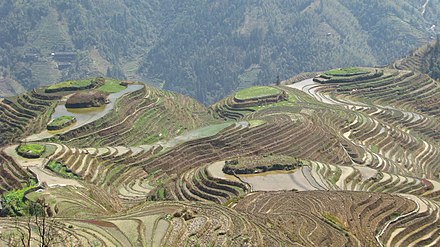 Terraced fields