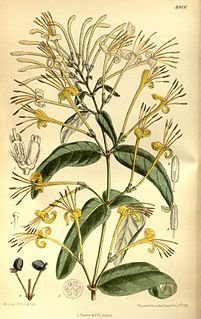 <i>Lonicera similis</i> species of plant