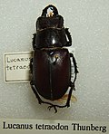 Miniatuur voor Lucanus tetraodon