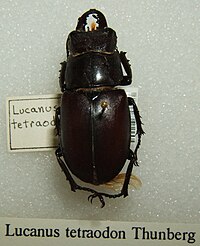 Lucanus tetraodon