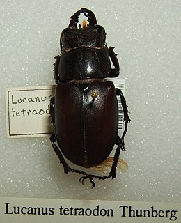 <i>Lucanus tetraodon</i> Species of beetle