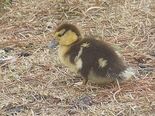 Young duckling
