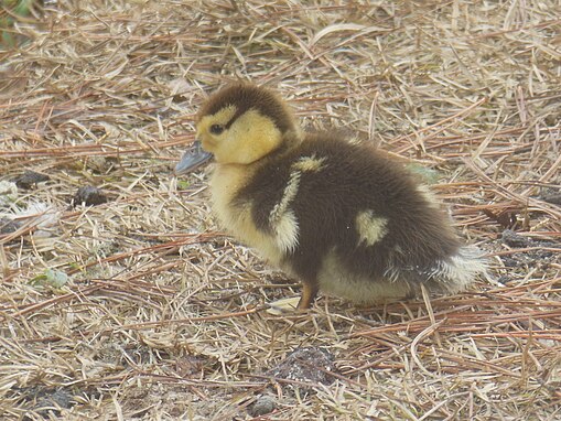 Baby Muscovy duckling.jpg