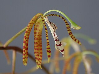 <i>Lueckelia</i> Species of flowering plant