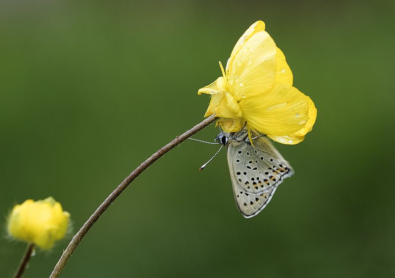 File:Lycaena tityrus - İslibakır 15.jpg