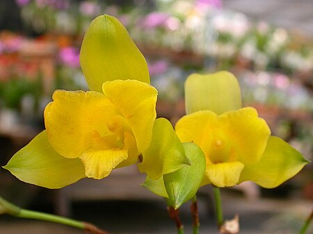 Lycaste macrobulbon