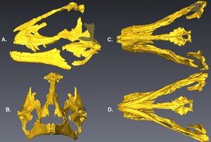 Digitally assembled bones of a tyrannosaur skull, in yellow, viewed from the left, the front, above, and below