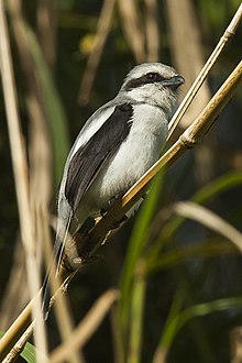 Mackinnon's Shrike - Uganda H8O3871 (19945838195).jpg