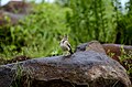 * Nomination Malabar lark Galerida malabarica from Kaas Plateau --PJeganathan 09:43, 4 July 2017 (UTC) * Decline Not sharp - too grainy for bird QI --Alandmanson 10:41, 5 July 2017 (UTC)