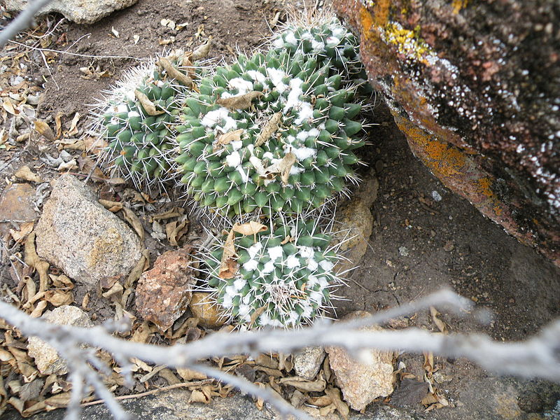 File:Mammillaria compressa (5706848294).jpg