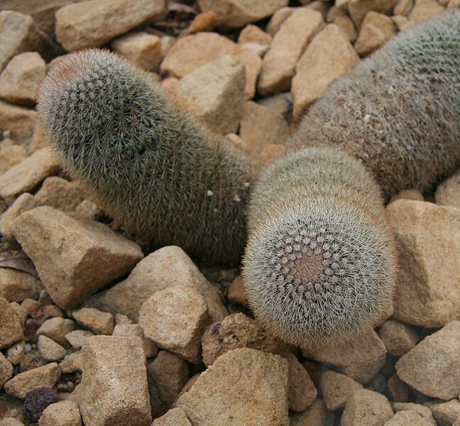 File:Mammillaria meyranii.jpg