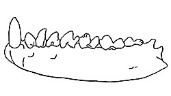 Mandibula of Bisonalveus browni.jpg