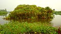 Mangrove ta' Bonaberi għam