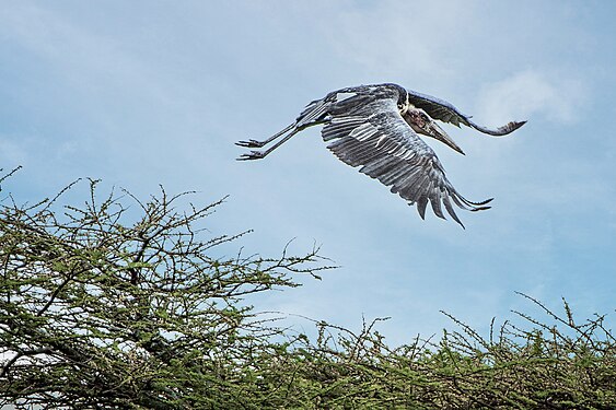 Marabu im Nestanflug in Tansania